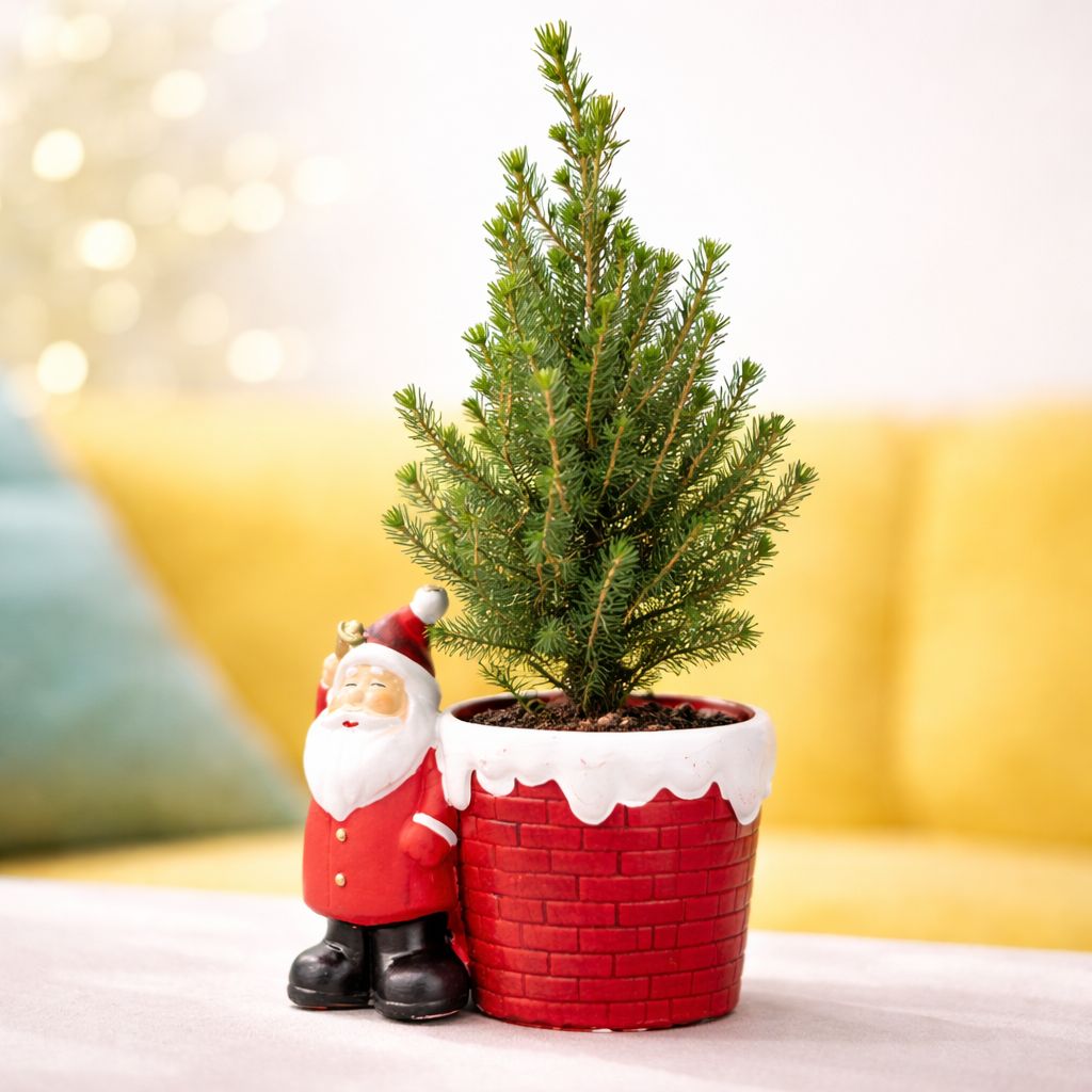 Natural Mini Spruce Tree - Santa Claus